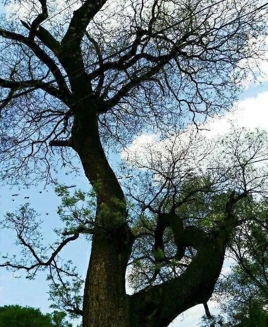 植物百科,植物百科视频