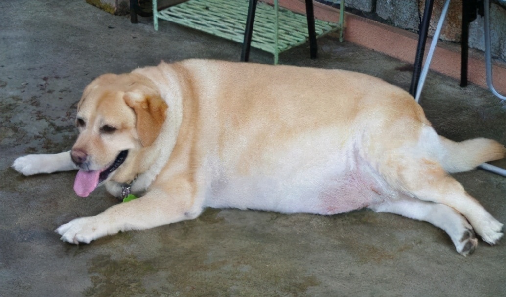 狗界中的大饭桶,狗界第一饭桶