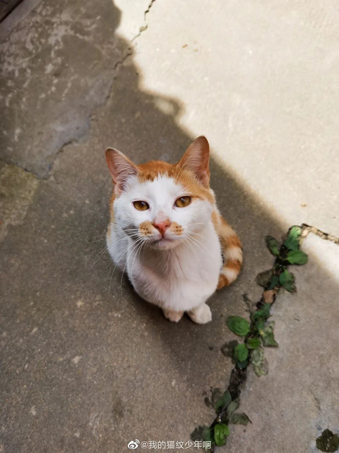 路遇仙女猫,路上碰到猫抱起来就跑