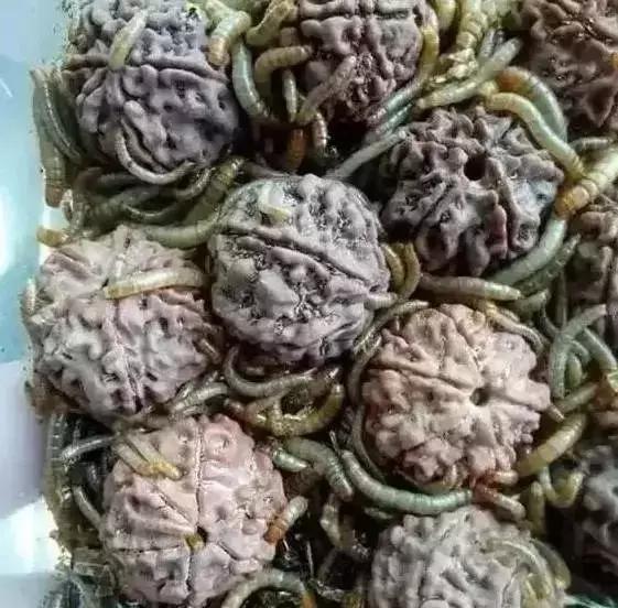 木质手串上的小虫子,手串里的小虫子