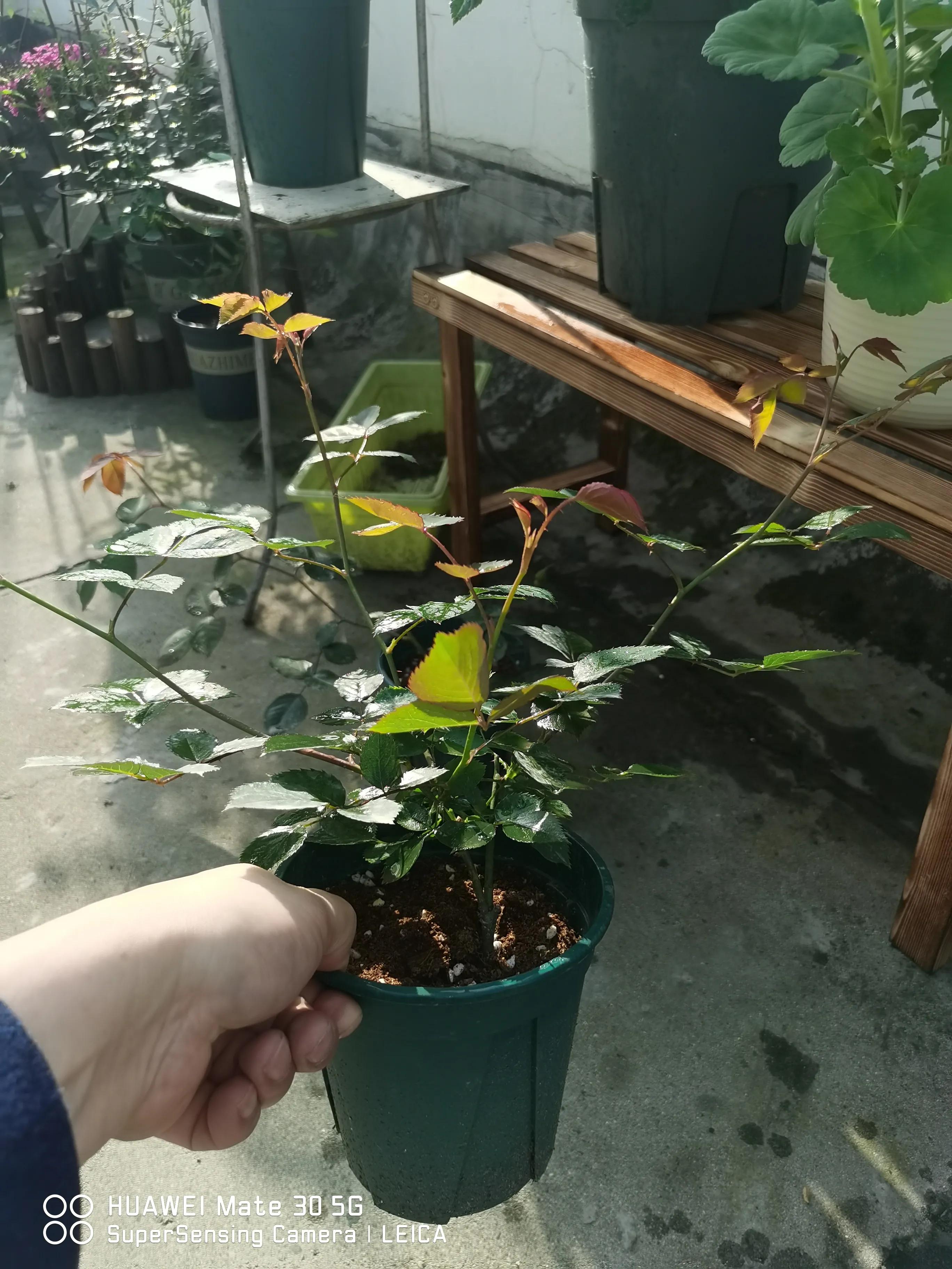 闲鱼卖花靠谱吗,在闲鱼上买花草靠谱吗