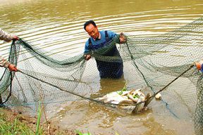 养殖塘水黄怎么解决,养殖池塘白浊水什么原因造成的