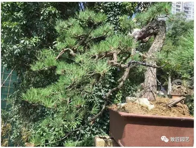 中国最贵盆景一盆600万元 (全世界最贵的100棵盆景多少钱一株)