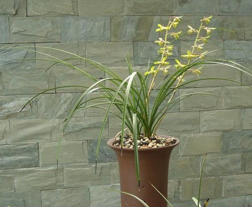 长寿梅蕙兰怎么种植,蕙兰老八种兰花哪一种最好