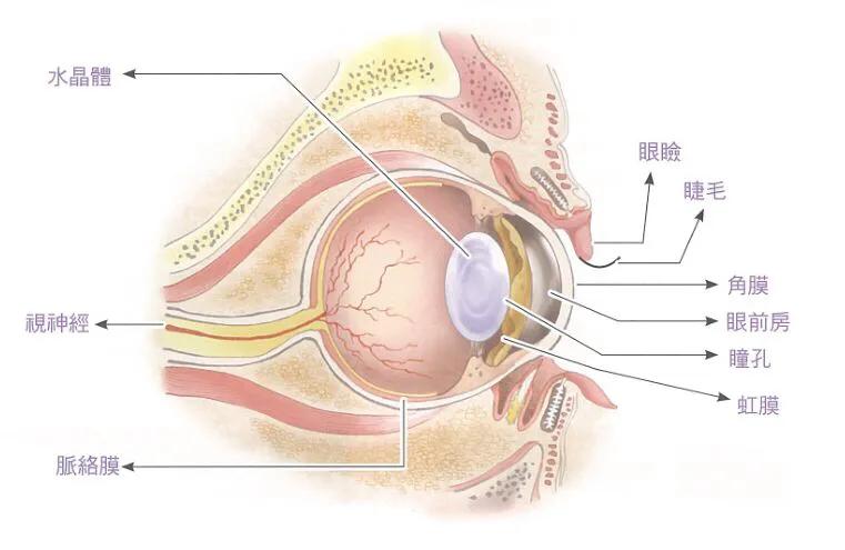 好看的猫的眼睛,猫的眼睛为什么那么好看