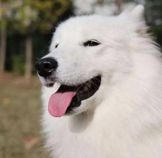 雪橇三傻萨摩耶如何训练抓野兽,萨摩耶雪橇三傻