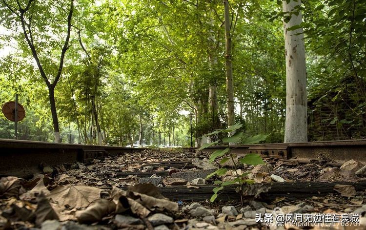 济南秋天的法国梧桐,济南一颗梧桐树