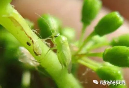 石榴生虫的视频,石榴生虫用什么方法好