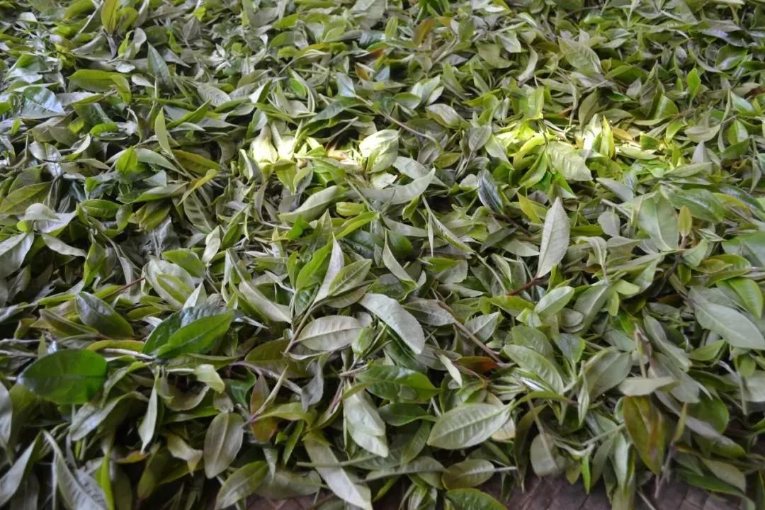 茶叶制作过程中摊放与萎凋的区别,萎凋程度对茶叶有什么影响