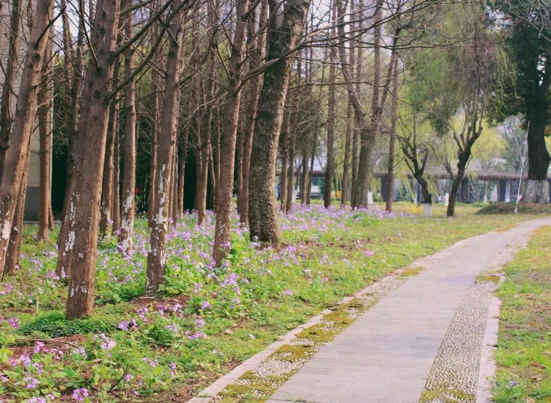 踏春邀请函怎么写,邀请朋友踏春邀请函制作