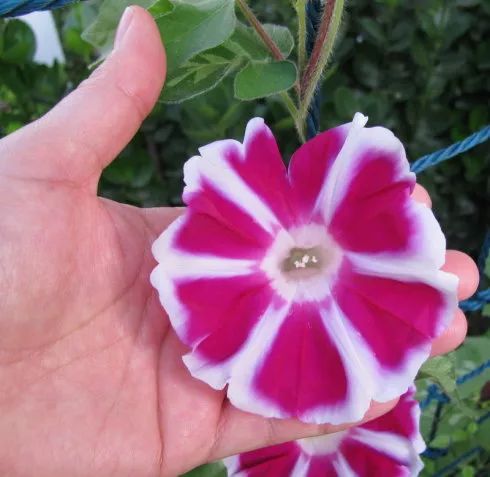 牵牛花到处都可以肆无忌惮的生长,不常见的品种,美出天际!