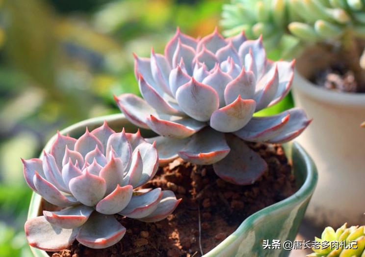 皮氏蓝石莲多肉开花怎么办,多肉品种蓝石莲怎么养殖