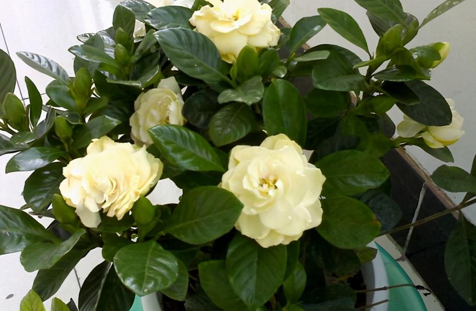 栀子花叶子耷拉发蔫怎么回事,栀子花的叶子发蔫要怎么解救