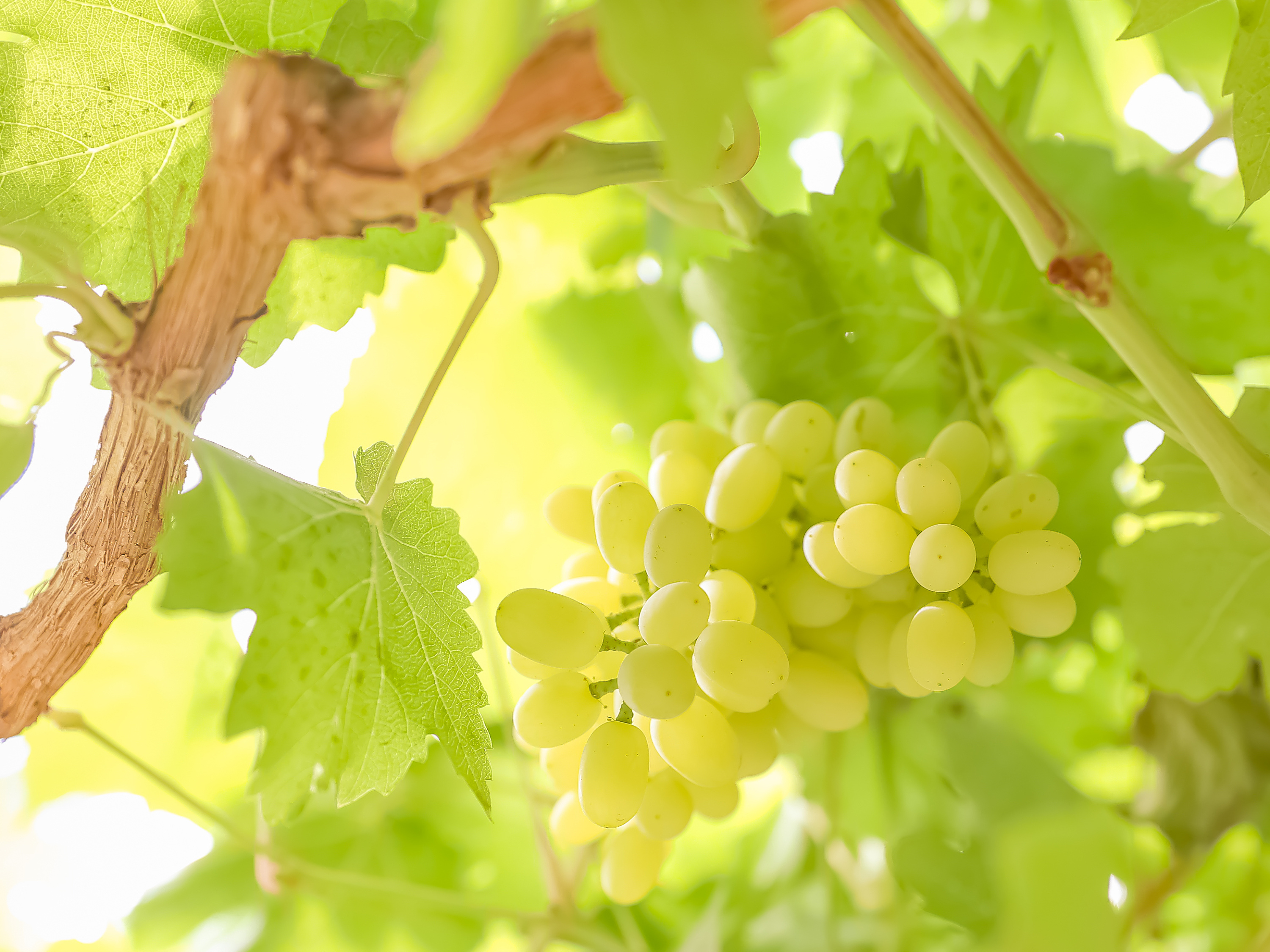 新疆的七八月份,七八月份新疆适合去哪