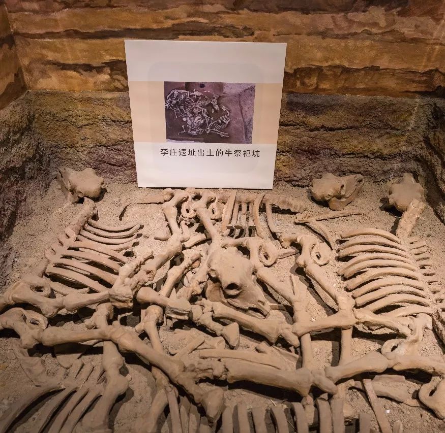 商丘市合集,商丘浓缩沙棘汁是什么