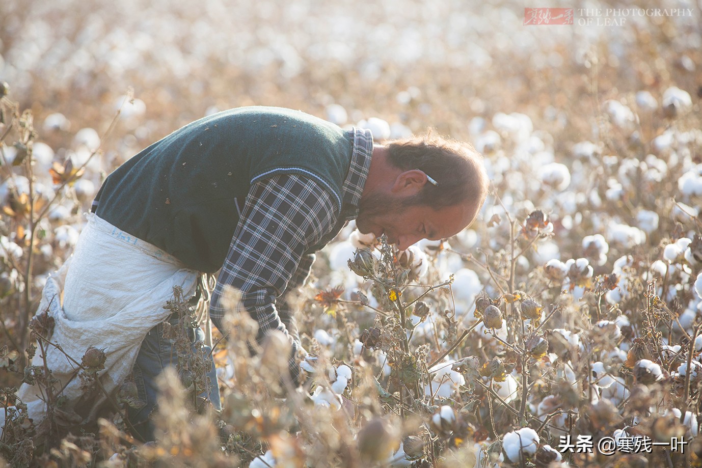 新疆采棉花工一个月挣多少钱,在新疆采棉花一天能赚多少钱