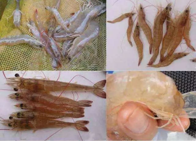 对虾红尾怎么处理,对虾应激肌肉发白怎么处理