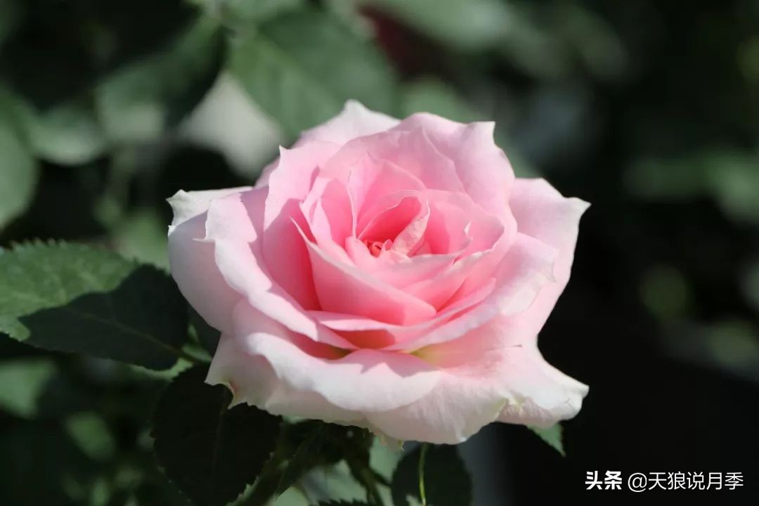 都说“最美人间四月天”，应该就是月季开花的模样吧！