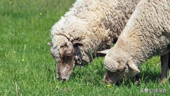 羊得了异食癖一招搞定,羊食毛癖是怎么回事