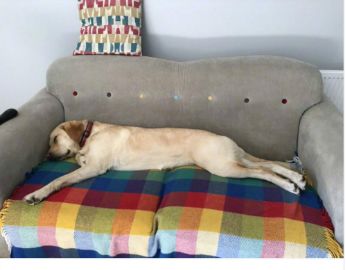 动物世界里最懒的动物是哪个,世上最懒的动物是猪