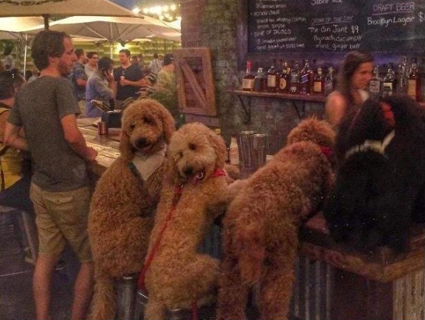 家里边养的巨型泰迪,养巨型泰迪什么体验最好