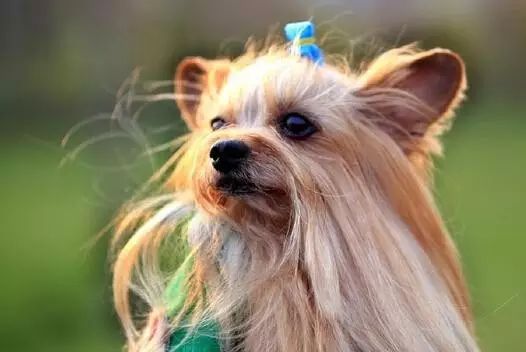 狗狗冬天的毛最少可以留多长,狗狗冬天掉水里了怎么办