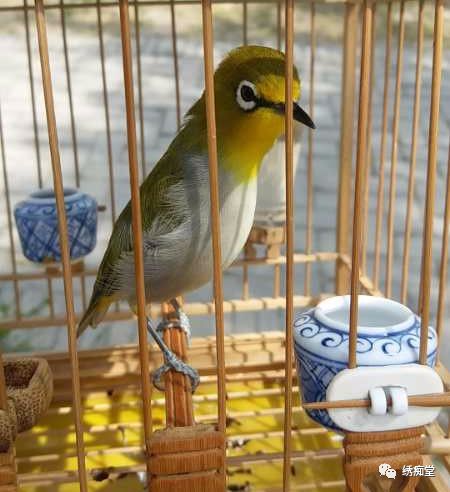 绣眼鸟的十大误区,绣眼十大禁忌