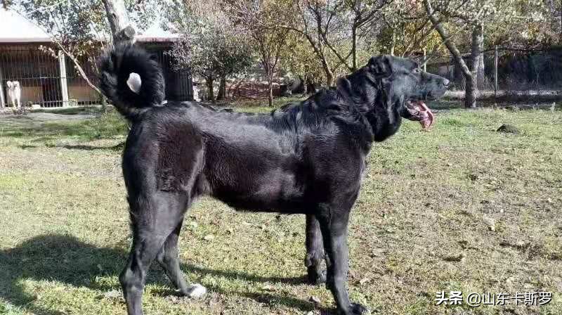 犬种排名史上最凶猛的犬,最具争议的犬种