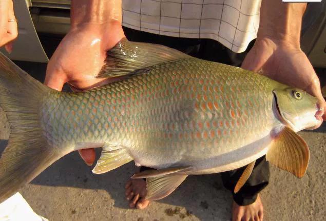 麦鲮为何能称霸两广水域,为什么麦鲮只能在珠江生存