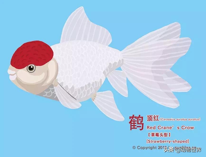 金鱼品种介绍之龙睛高头,金鱼狮子头品种图片大全集