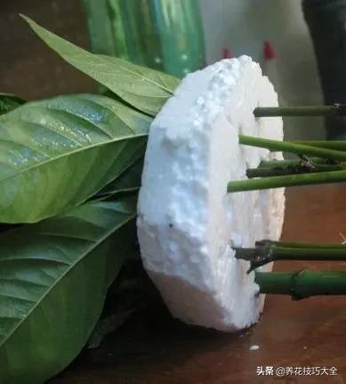 1个塑料瓶，繁殖出10盆栀子花，成活率高，新手也能玩