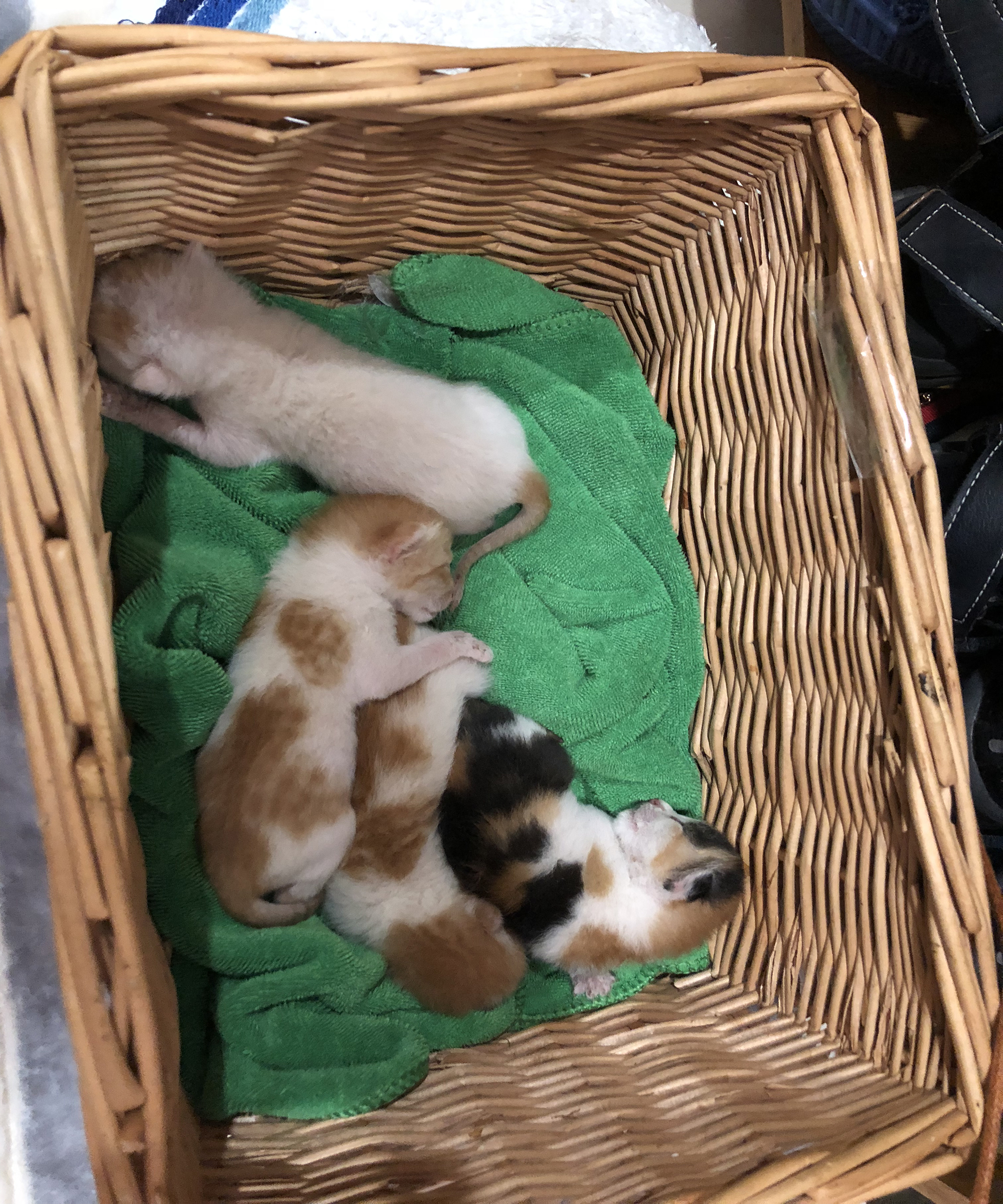 如何喂养刚出生的小奶猫,怎么喂养小奶猫