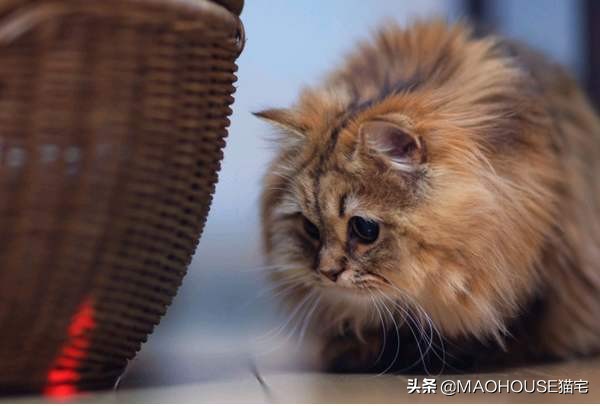 猫常见的十八种疾病及其治疗方法,猫感染了虫子怎么办