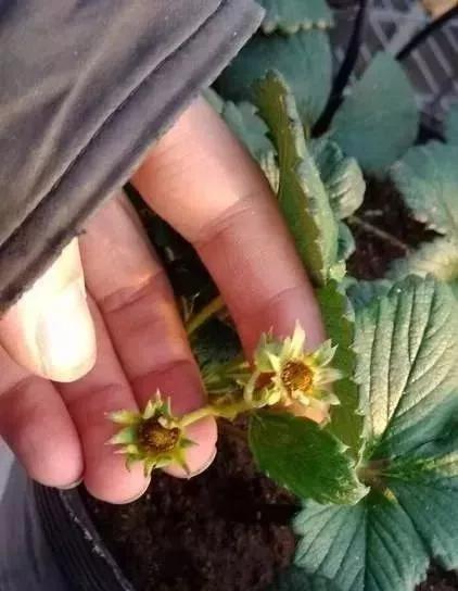 草莓叶子发黄边缘干枯补救方法,草莓心叶子萎蔫怎么办