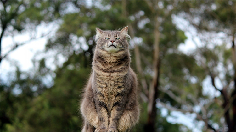 如何从猫咪的叫声中听懂信息,解读猫咪的各种叫声