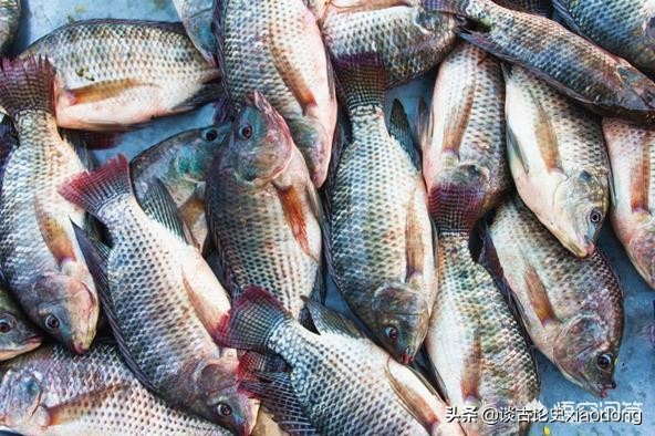 罗非鱼是哪来的，和鲫鱼有关系吗？