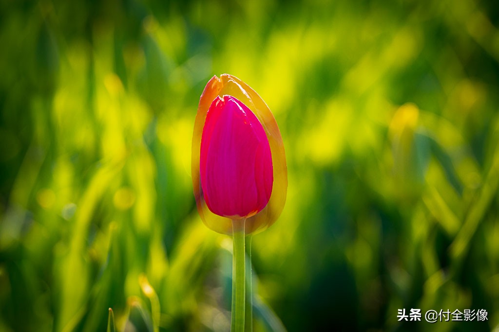 北京国际鲜花港门票优惠,北京国际鲜花港夏天