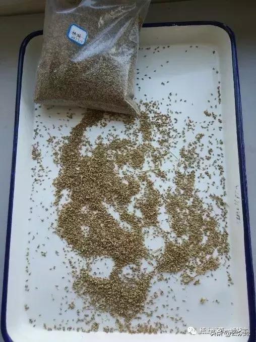 防除稗草,抗性稗草与普通稗草区别