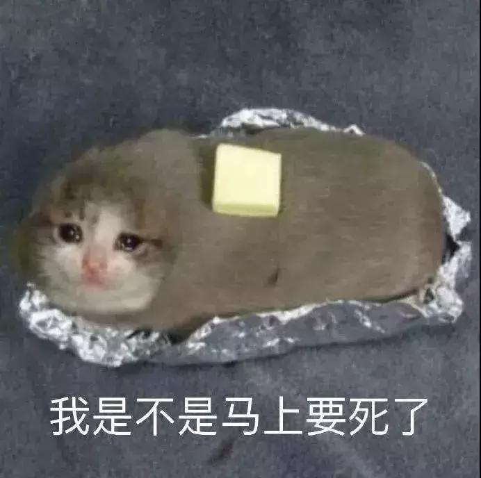 猫咪生病不吃东西只喝水怎么办,猫咪铲屎官的5种表现