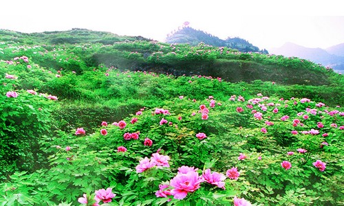 阳明心学里面的良知就是佛性,阳明心学心为何物
