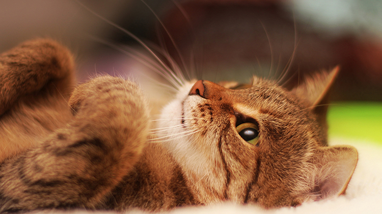 宠物猫挠了后怎么处理,养猫如何避免被猫挠