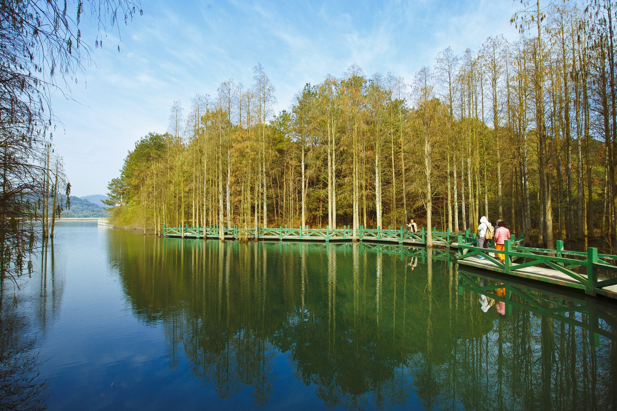 今日春分,武汉这时候不仅有樱花,这里的花随风一吹人都酥了
