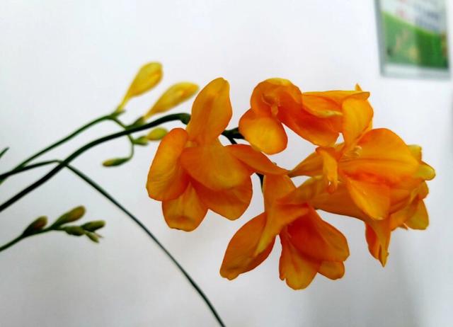 手拍世界（手机摄影平台）-群员作品集（总第584期）