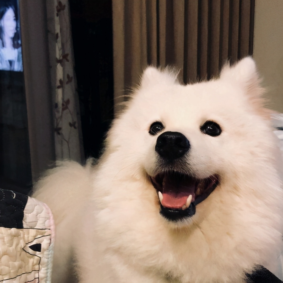 萨摩耶吃什么治泪痕,萨摩耶泪痕什么意思