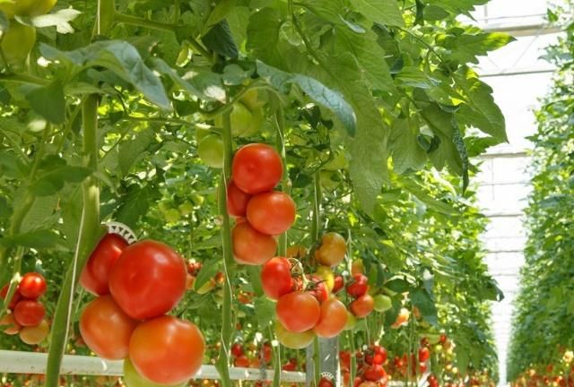 高温对作物危害和防御措施,防晒防高温措施