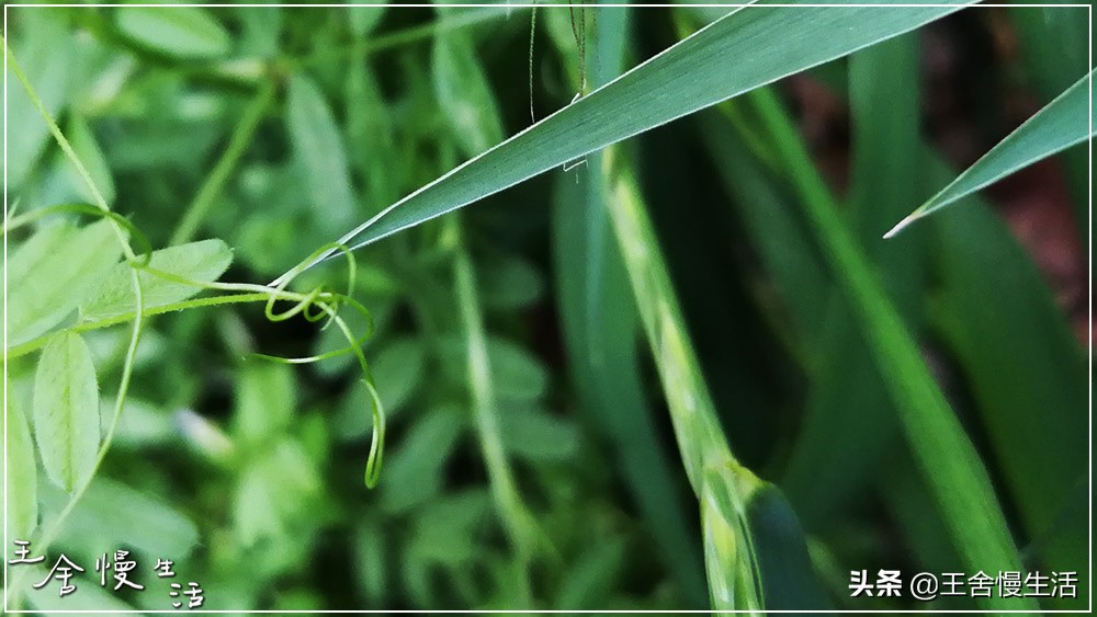 不要看不起农村,不要看不起耕田的人