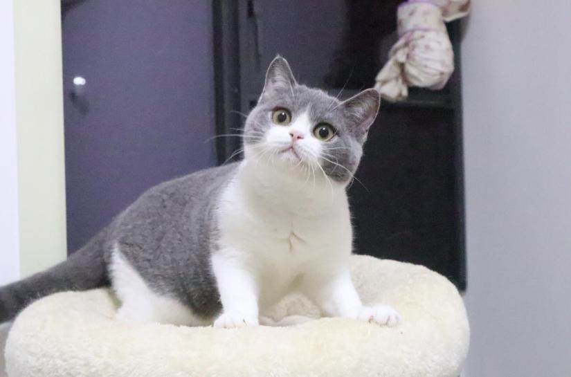 怎么分辨英短血统纯不纯,英短乳白怎么看纯不纯