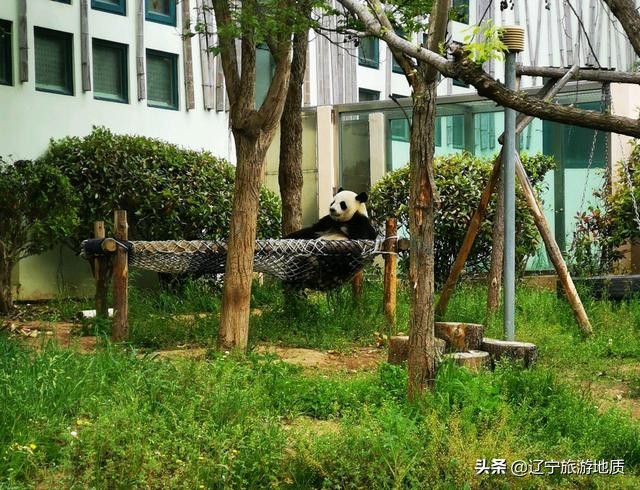 青岛动物园大熊猫馆从哪进,青岛动物园熊猫馆游玩攻略