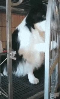 边牧狗和泰迪外观有什么区别,最聪明的边牧狗狗视频