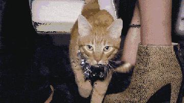 宠物秀场最新动态,亚宠展宠物时装秀人气火爆现场